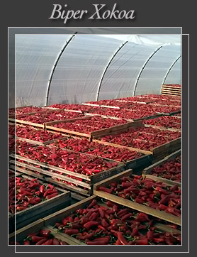 Piments d'Espelette en cours de schage sur clayettes