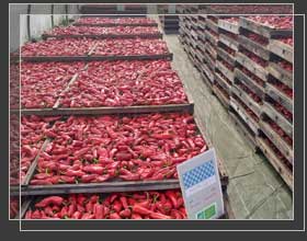 Piments d'Espelette en cours de schage sur clayettes.