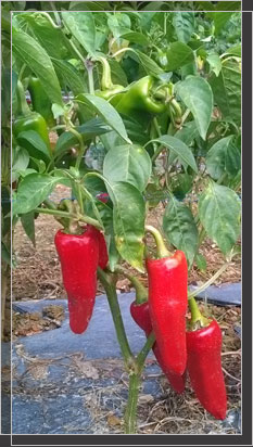 Piment d'Espelette AOP sur pied avant la récolte Piment d'Espelette AOP sur pied