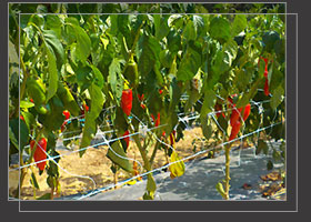 Piments d'Espelette sur pied avant rcolte.