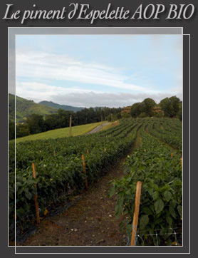 Paysage de culture de piment d'Esepelette au Pays Basque